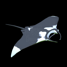 Manta Ray